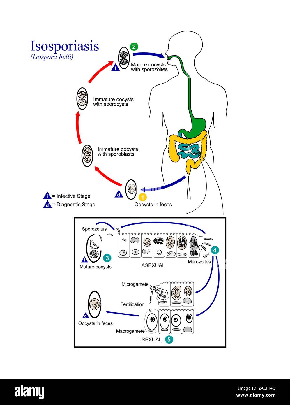 Isospora Belli Life Cycle