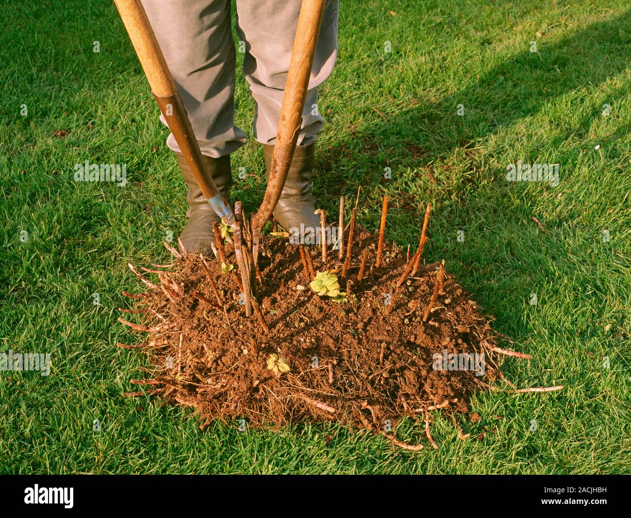 Division of herbaceous plants using two forks back to back to