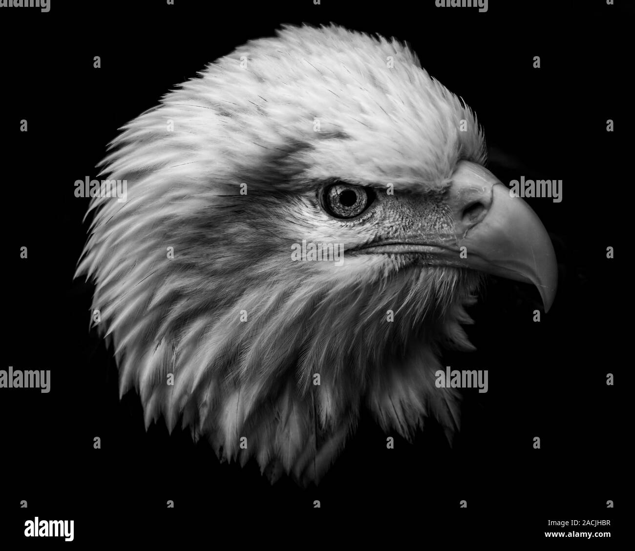 American bald eagle Black and White Stock Photos & Images - Alamy