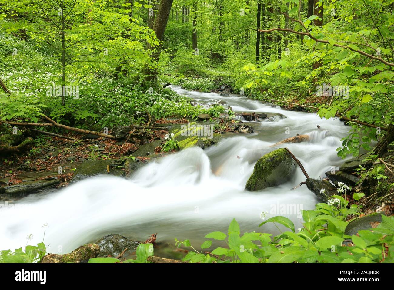 Forest stream surrounded by spring vegetation Stock Photo - Alamy