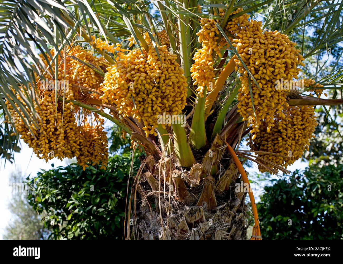 Un Ripe Date Dates. Bunches of unripe dates on a date palm (Phoenix dactylifera ...