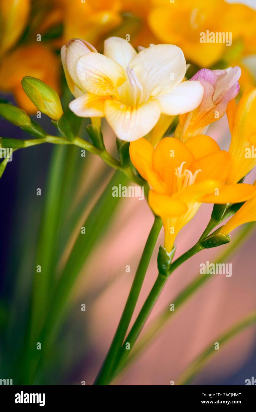 Фрезия йеллоу. Фрезия гибридная махровая вайт. Фрезия махровая красная. Фрезия дабл оранж. Фрезия махровая йеллоу.