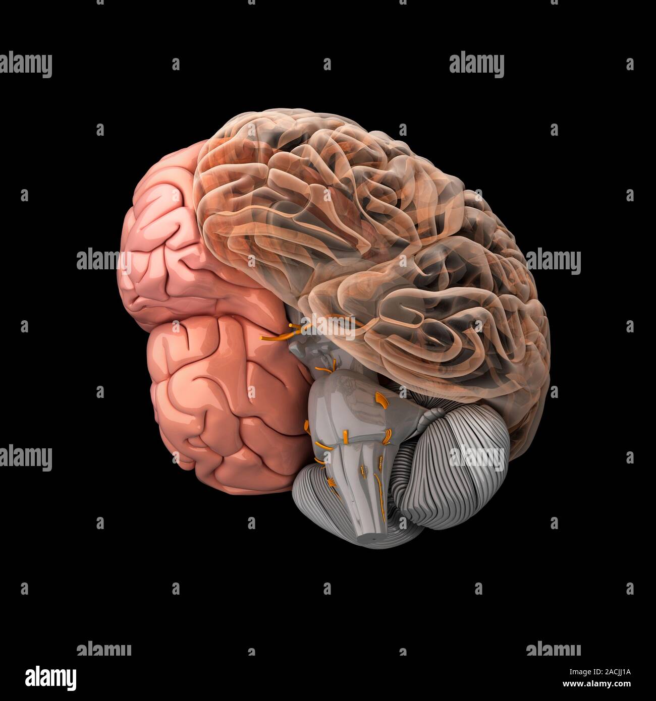 R brain. Головной мозг. Головной могзчеловека.