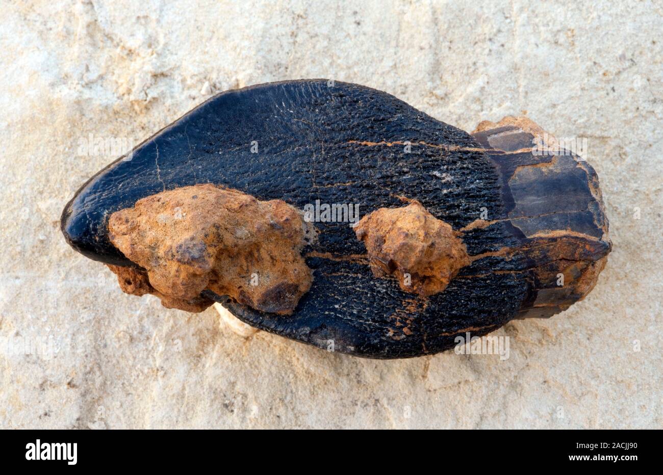 Fossilised dinosaur tooth. Fossilised tooth from a herbivorous sauropod ...