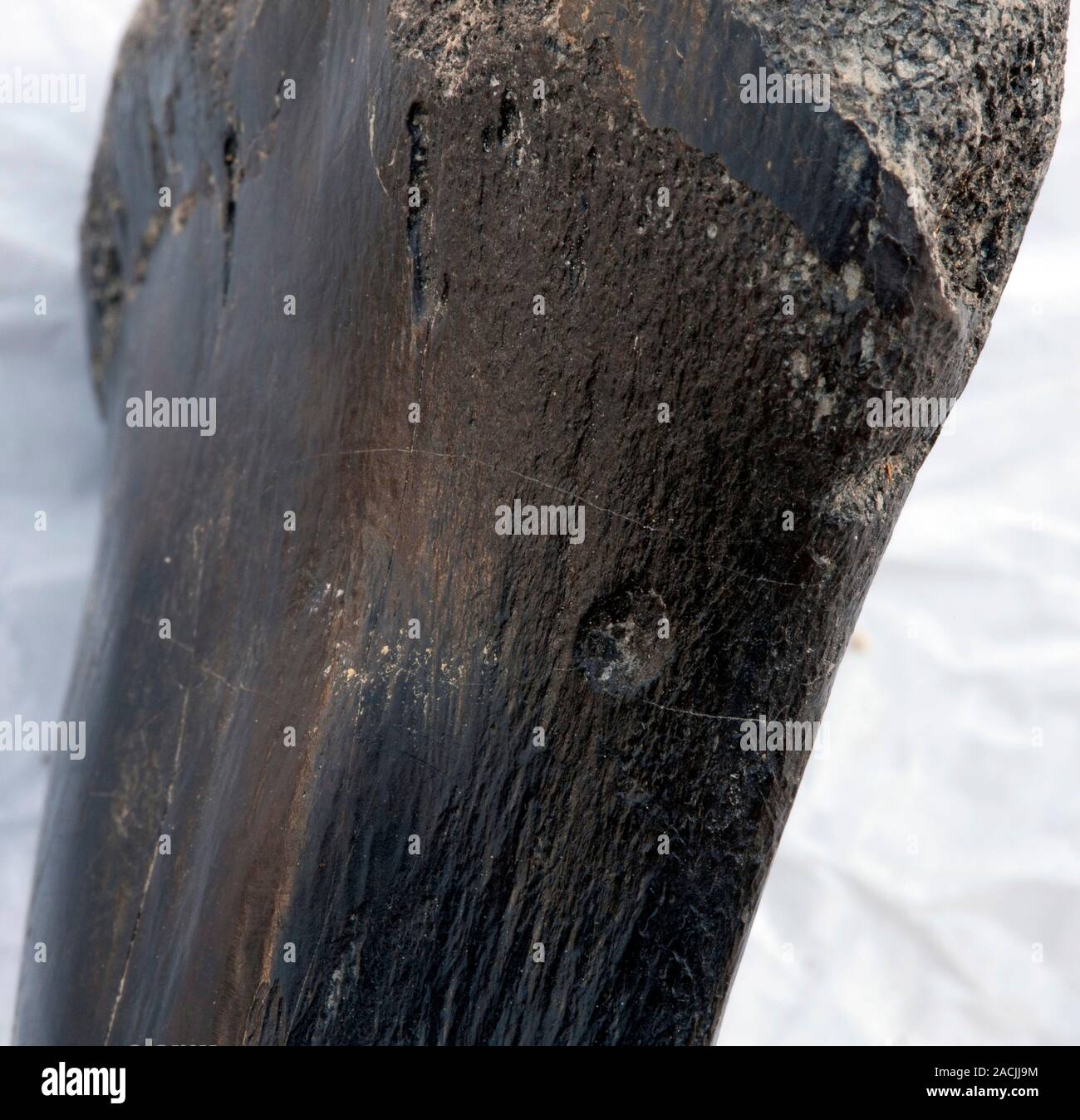 Fossilised dinosaur bone. Close-up of the fossilised bone of a dinosaur ...