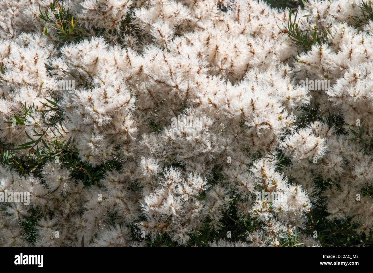Summer foliage of Snow in Summer, melaleuca linariifolia, an Australian native tree. Stock Photo