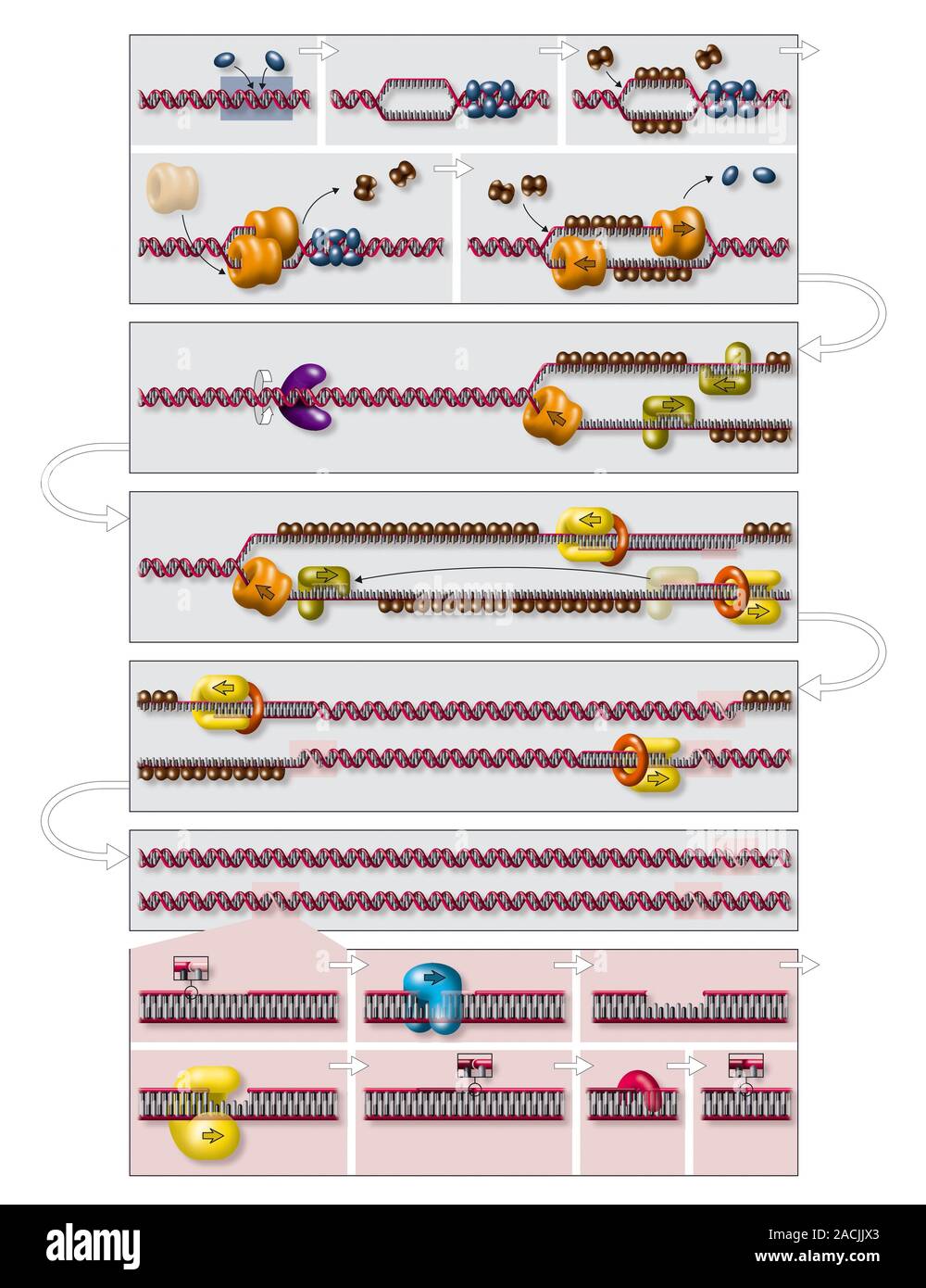DNA replication process. Diagram showing various stages in the ...