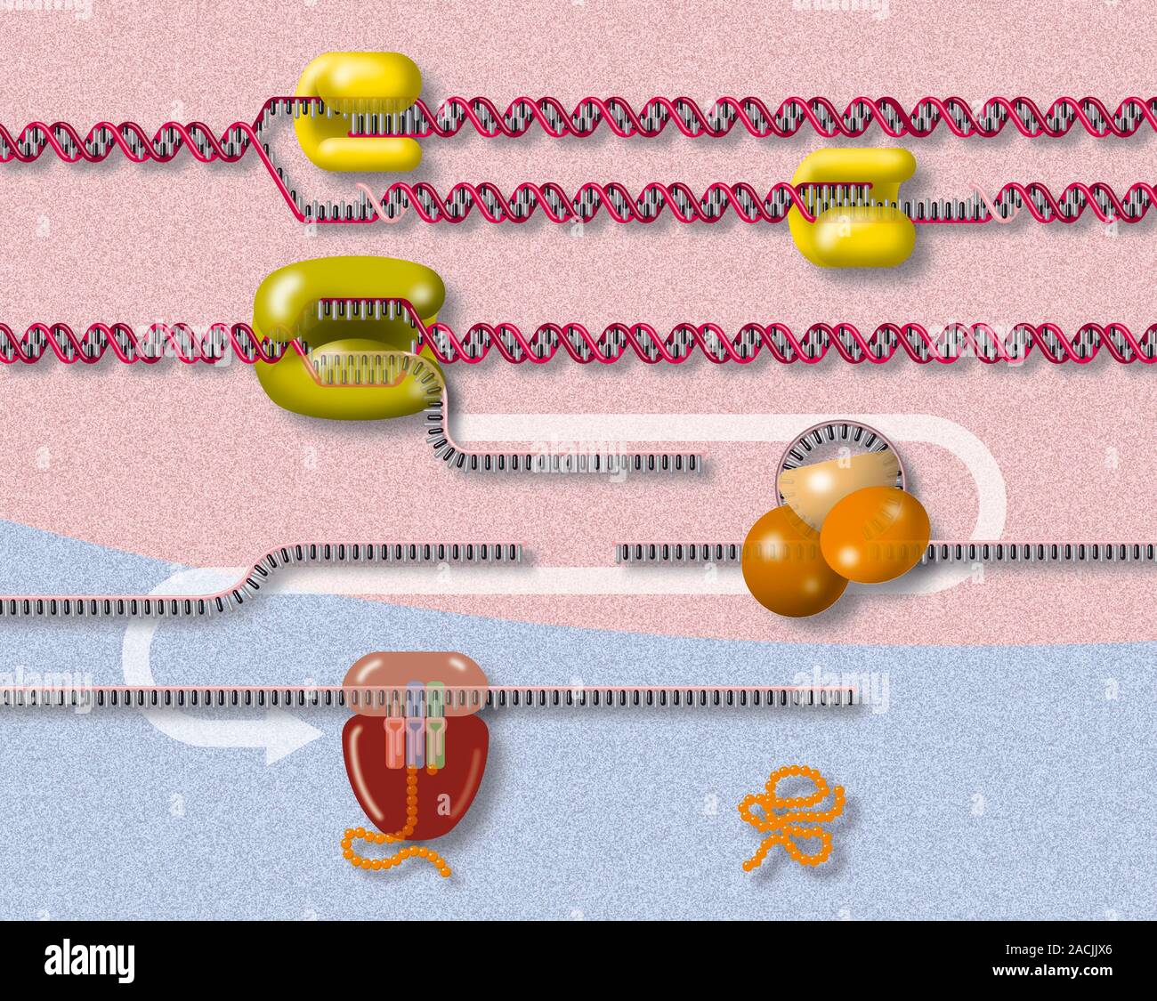 molecular mechanisms. Artwork showing various proteins and