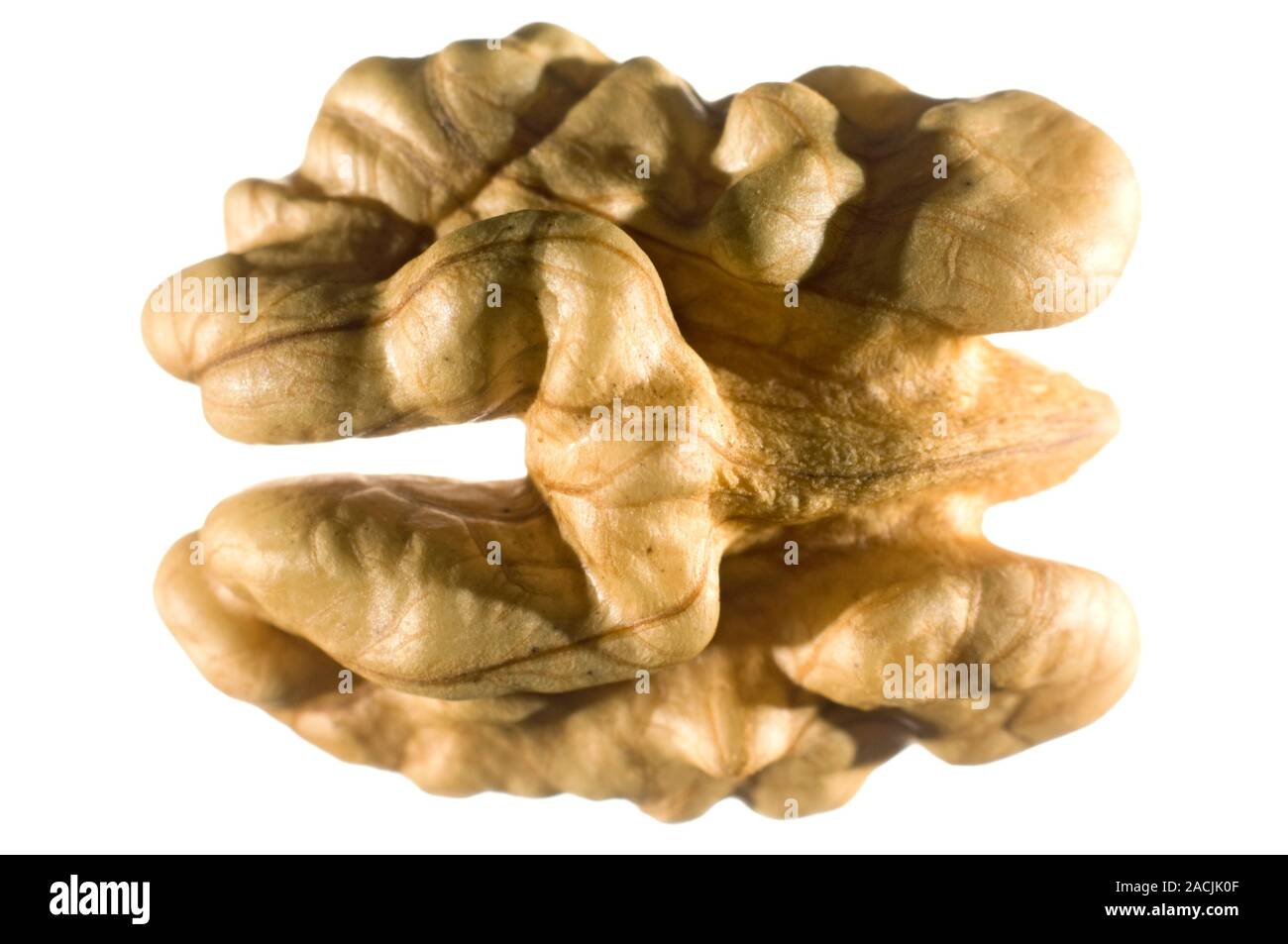 Walnut with its shell removed Stock Photo - Alamy