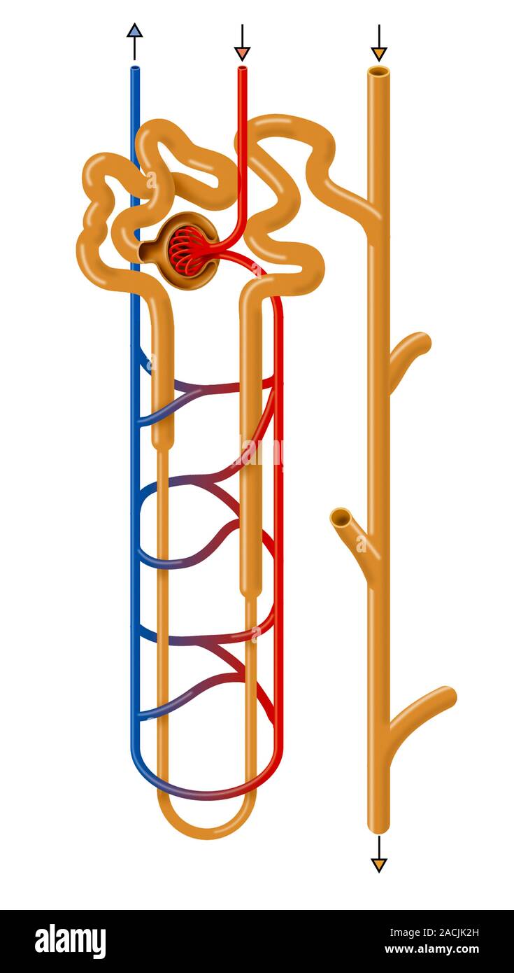 Nephron structure. Artwork showing the structure of a nephron, the
