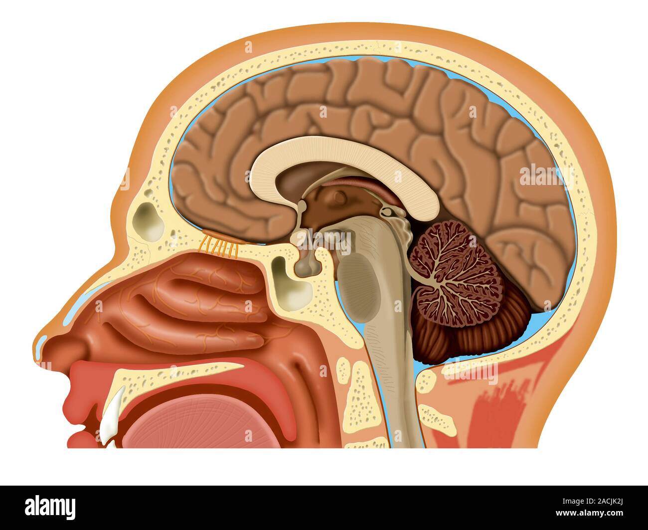 Мозг через рот. Bulbus olfactorius.