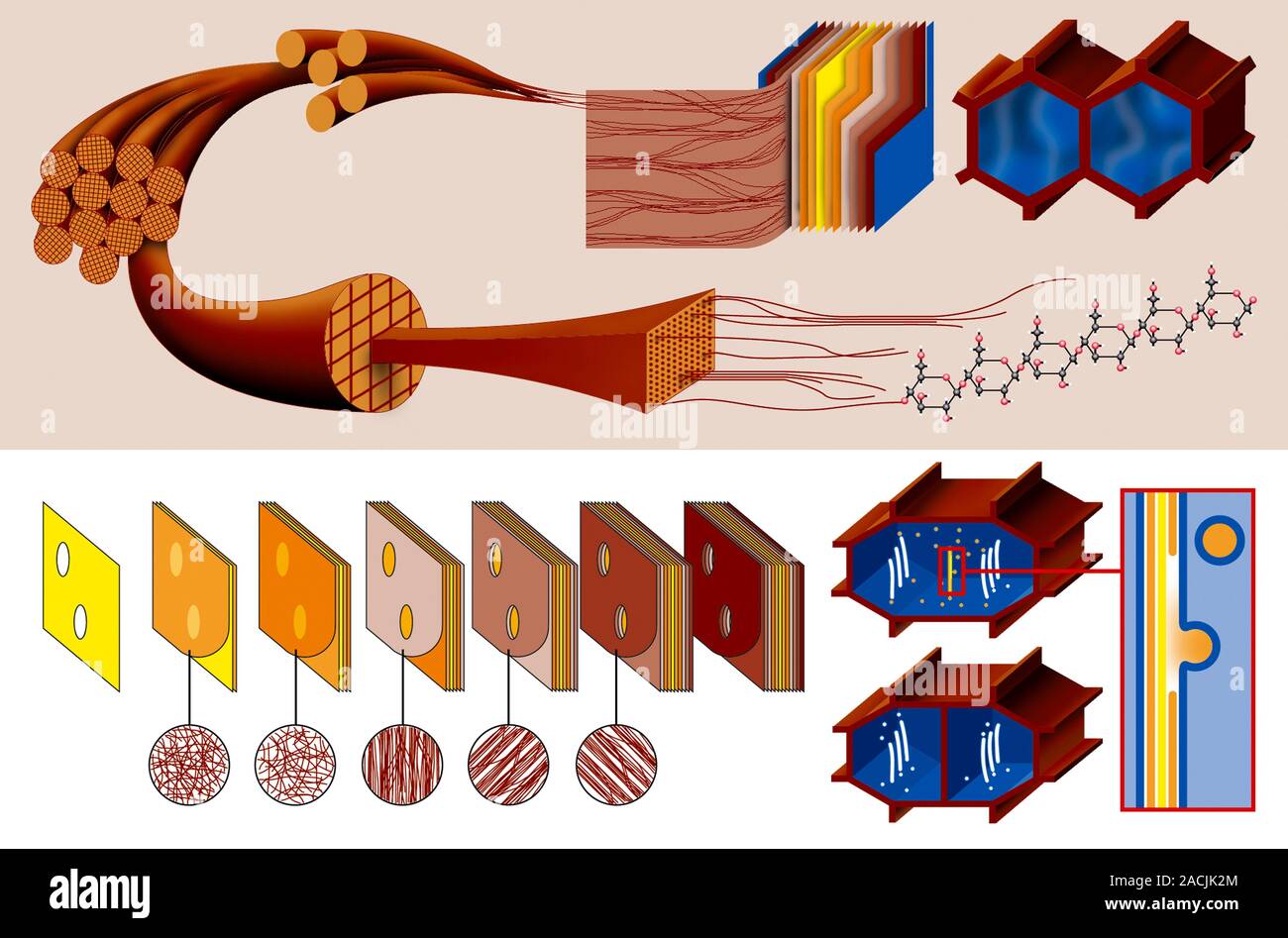 plant-cell-wall-diagram-of-the-processes-involved-in-the-formation-of