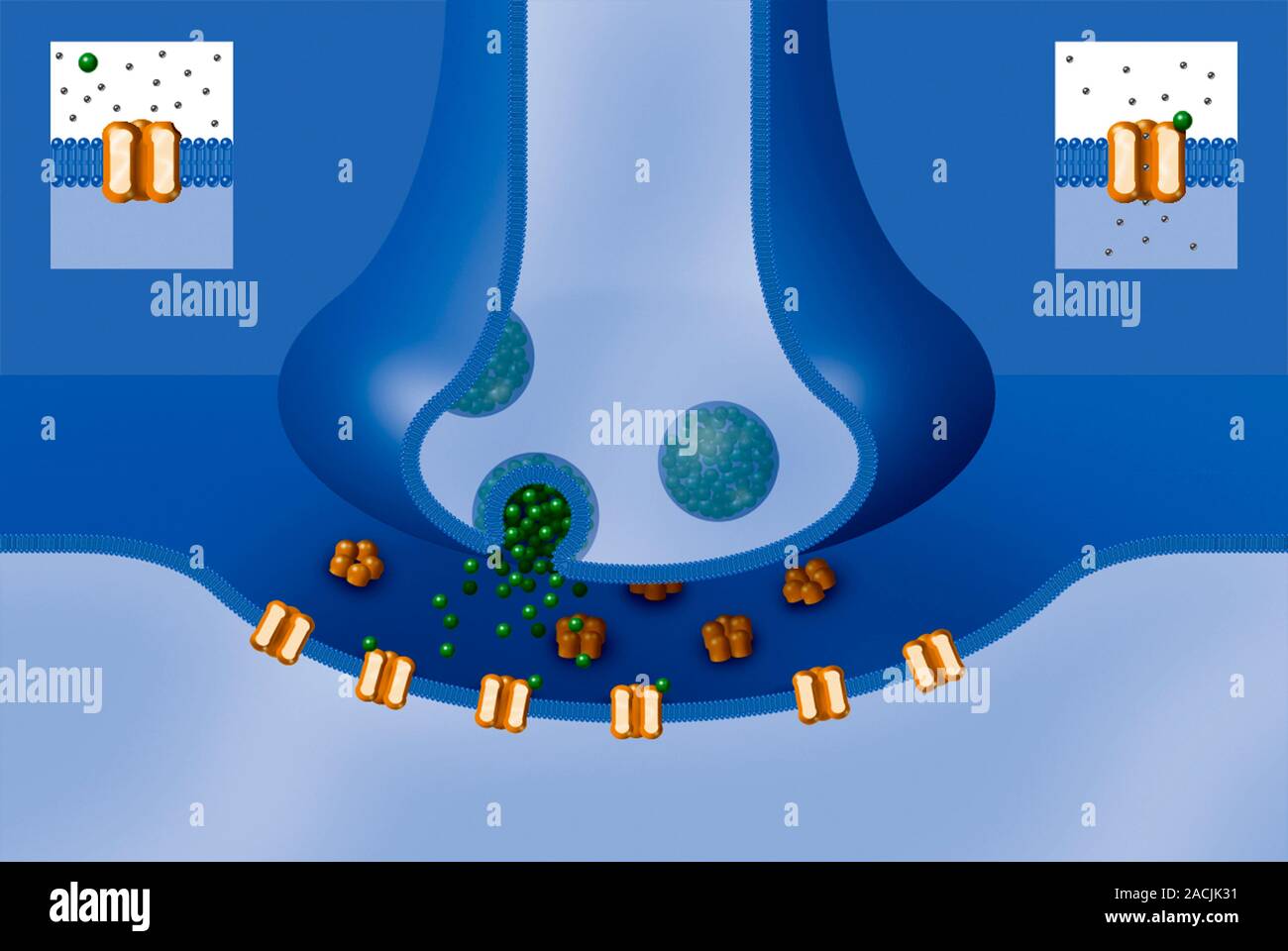 Synapse structure. Cutaway artwork showing the structure of a synapse ...
