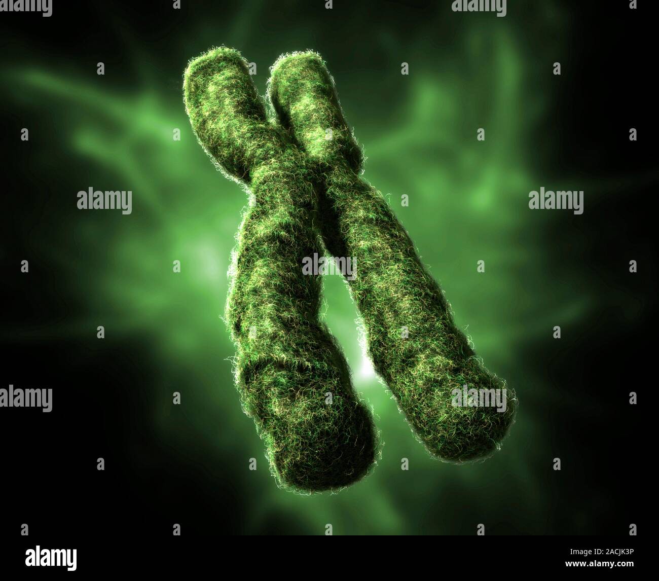 Водоросли хромосомы. Хромосома. Икс хромосома. Хромосомы фото. Хромосома зеленая.