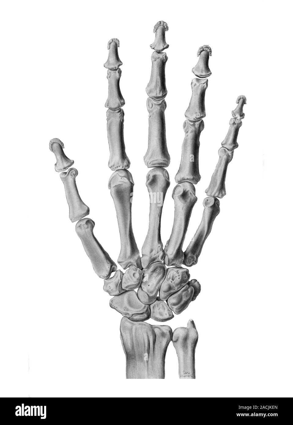 Hand anatomy. Artwork of a healthy hand and wrist joint. There are ...