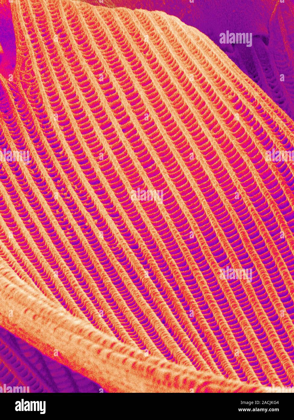 Butterfly wing scale. Coloured scanning electron micrograph (SEM) of a