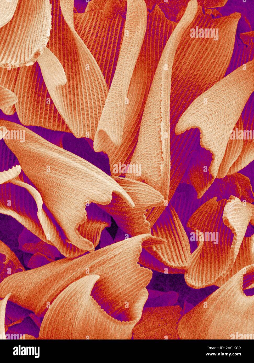 Butterfly wing scales. Coloured scanning electron micrograph (SEM) of ...