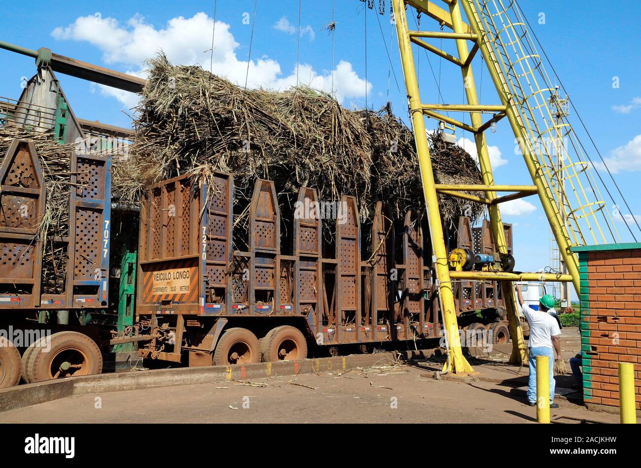 Biofuel production. Truckload of sugar cane arriving at a biofuel and