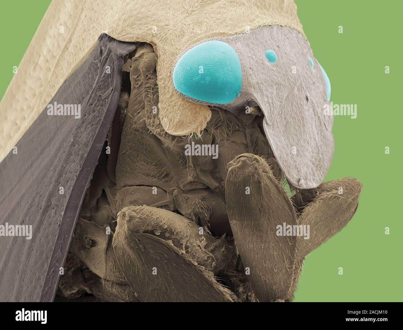 Treehopper. Coloured scanning electron micrograph (SEM) of a Cladonota ...
