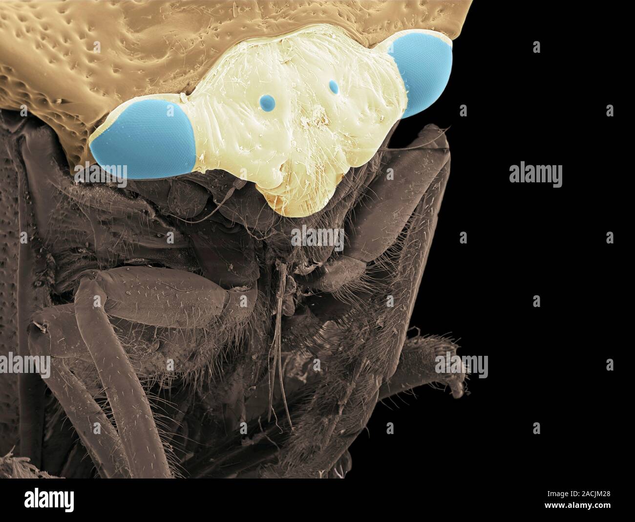 Treehopper. Coloured scanning electron micrograph (SEM) of a treehopper ...
