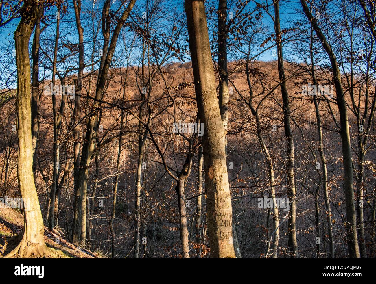 Beautiful sky and clouds over a forest with trees without leaves, on top of a hill, on a sunny autumn day Stock Photo