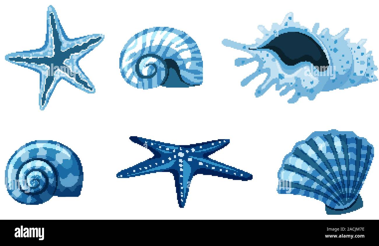 Drawings of Shells and with Starfish, Decoration of Seashells from the  Beach Stock Illustration - Illustration of bubbles, seashells: 109005810