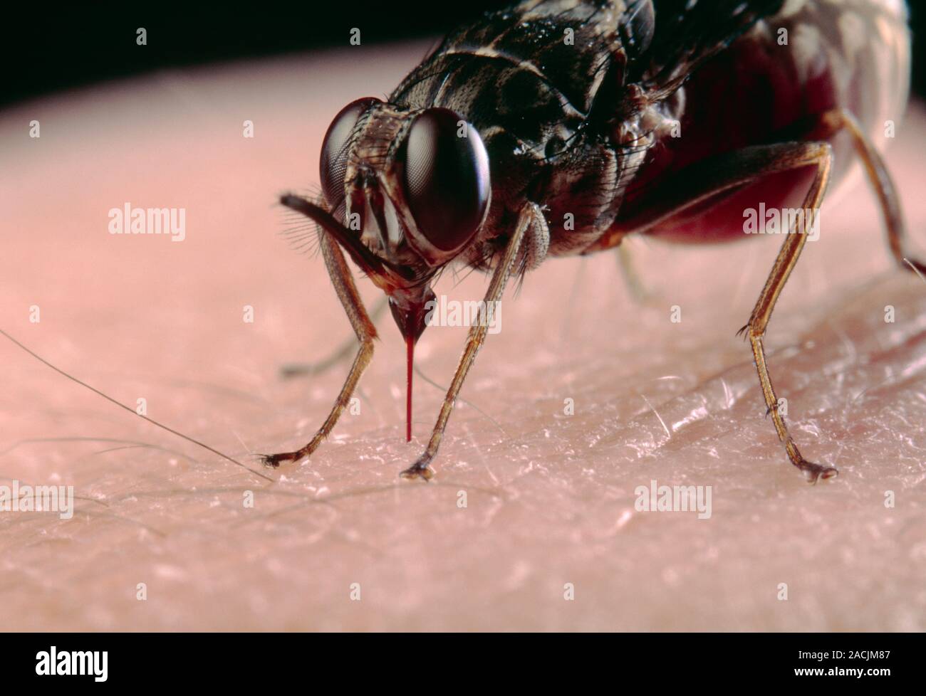 Tsetse fly (Glossina fuscipes fuscipes). This one is using its ...