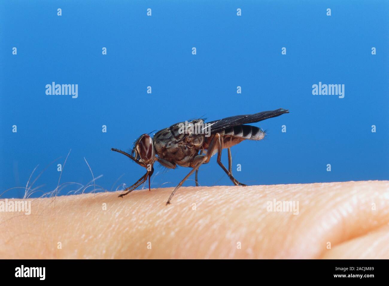 Tsetse fly (Glossina fuscipes fuscipes). This one is using its ...
