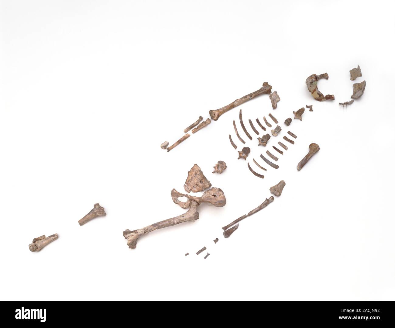 文学・小説 ARCHILOCHUS SAPPHO ALKMAN 文学・小説 ARCHILOCHUS SAPPHO ALKMAN Archilochos, Sappho