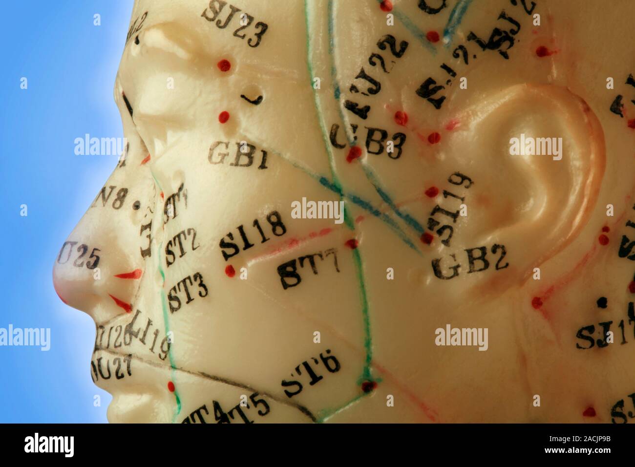 Chinese acupuncture model. Side view of the head of a Chinese