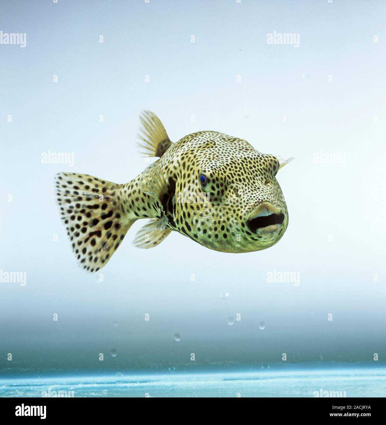 Pufferfish (family Tetraodontidae Stock Photo Alamy