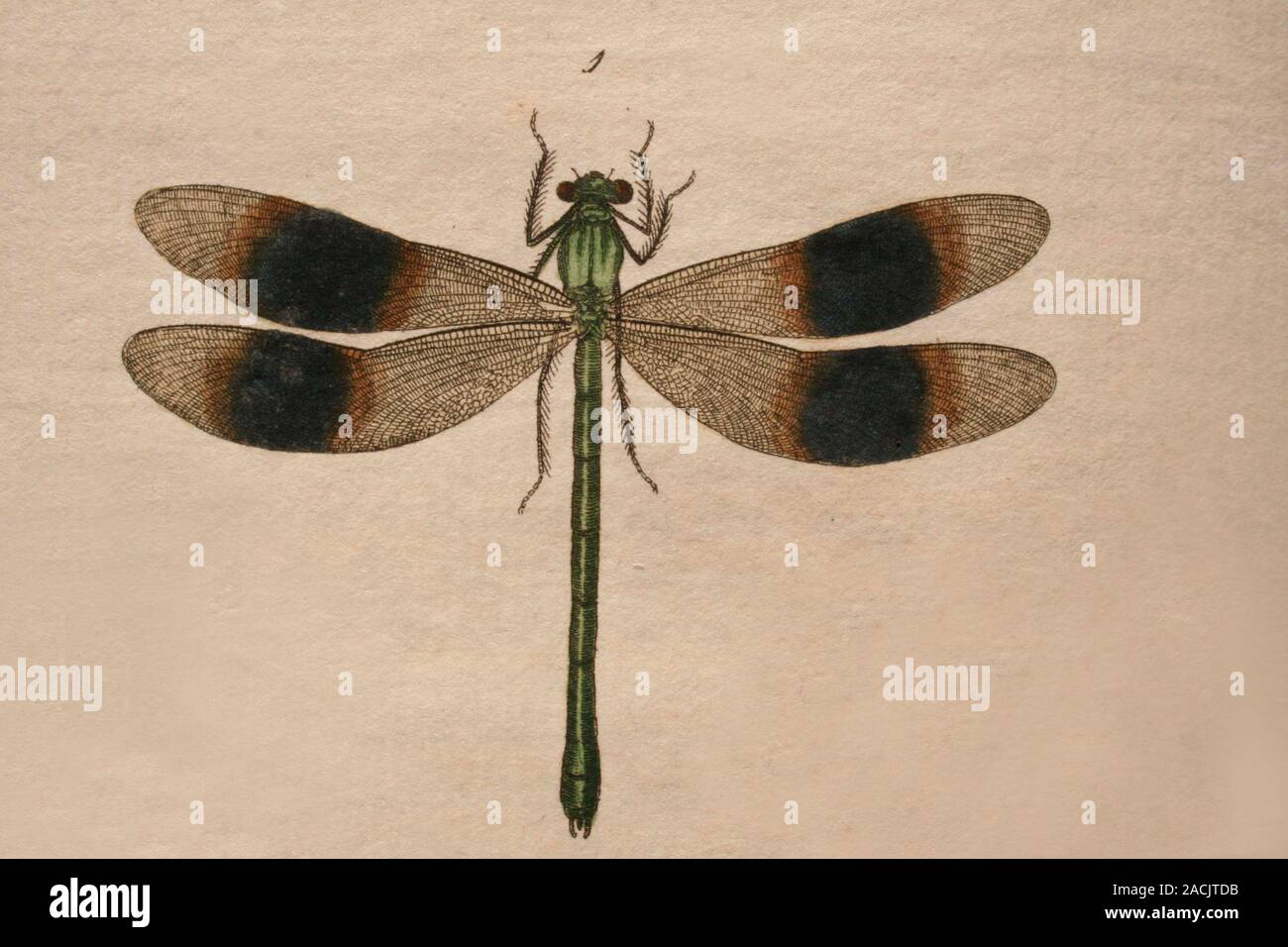 Damselfly, historical artwork. Photographed at the Natural History ...