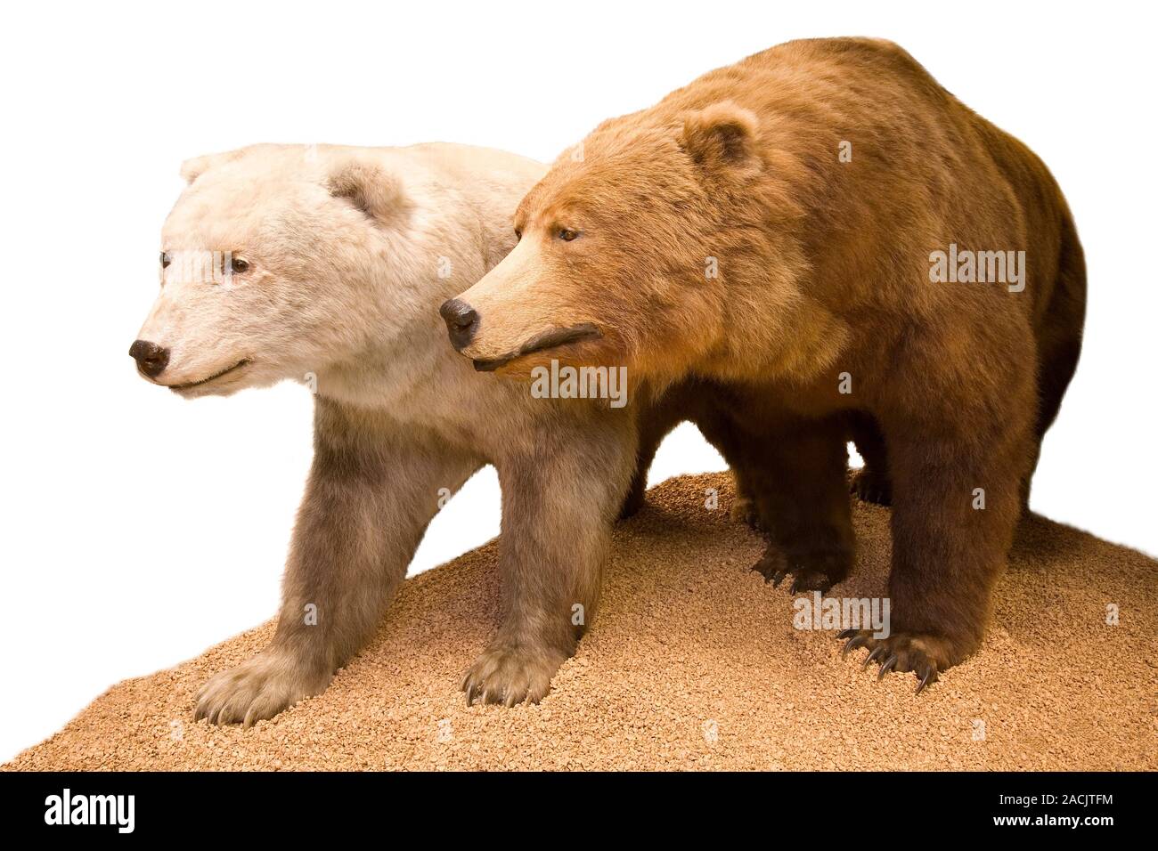 Grizzly-polar bear hybrid specimen. This rare hybrid occurs when grizzly  bears (Ursus arctos horribilis) mate with polar bears (Ursus maritimus).  This Stock Photo - Alamy, image size:1300x956