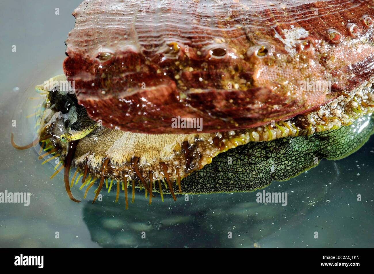 Abalone farming. Closeup of a European abalone, or green ormer, (Haliotis tuberculata) at an