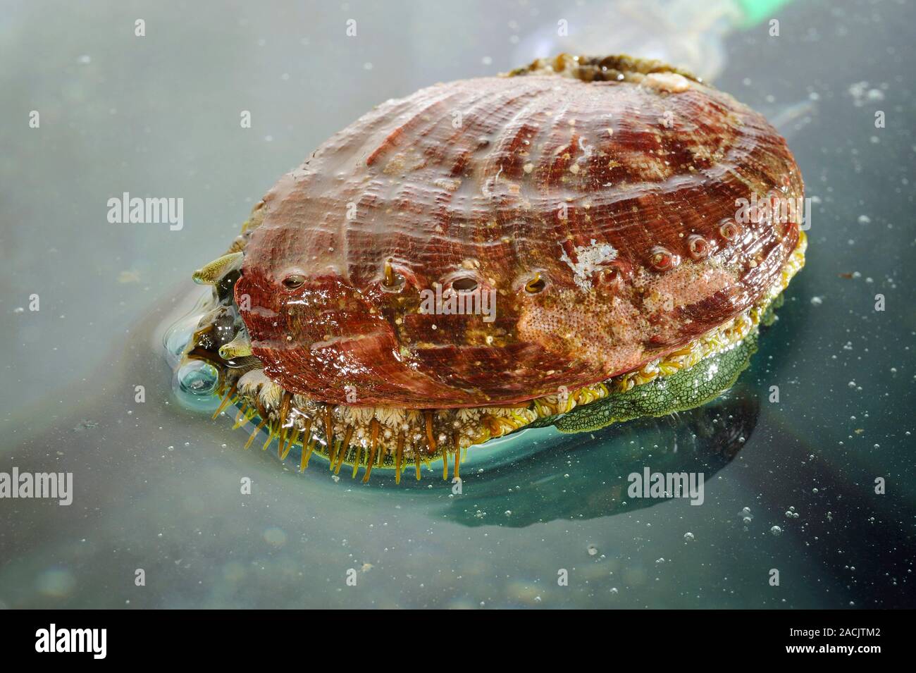 Abalone farming. European abalone, or green ormer, (Haliotis tuberculata) at an abalone farm