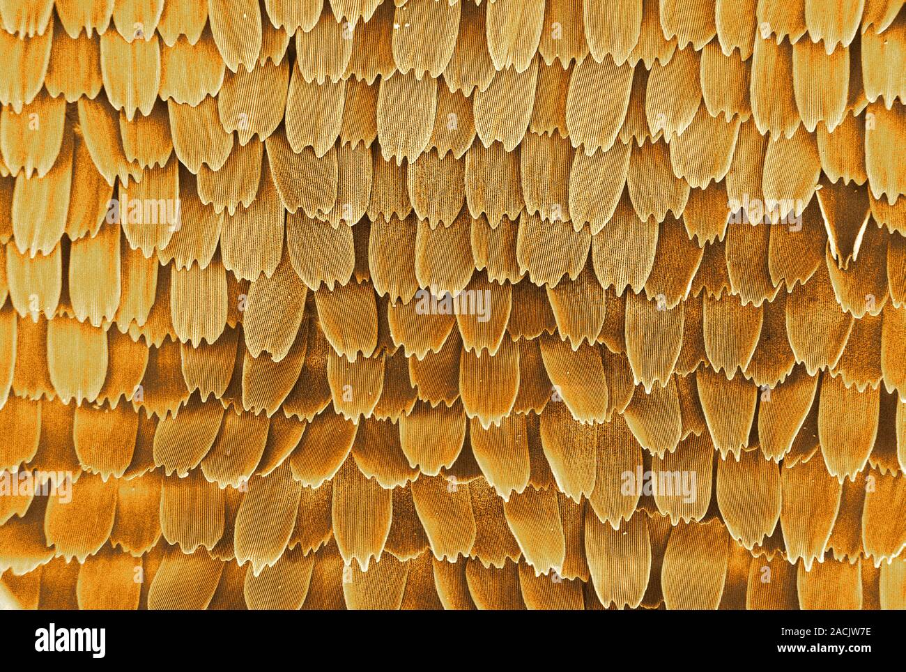 Butterfly wing scales. Coloured scanning electron micrograph (SEM) of ...