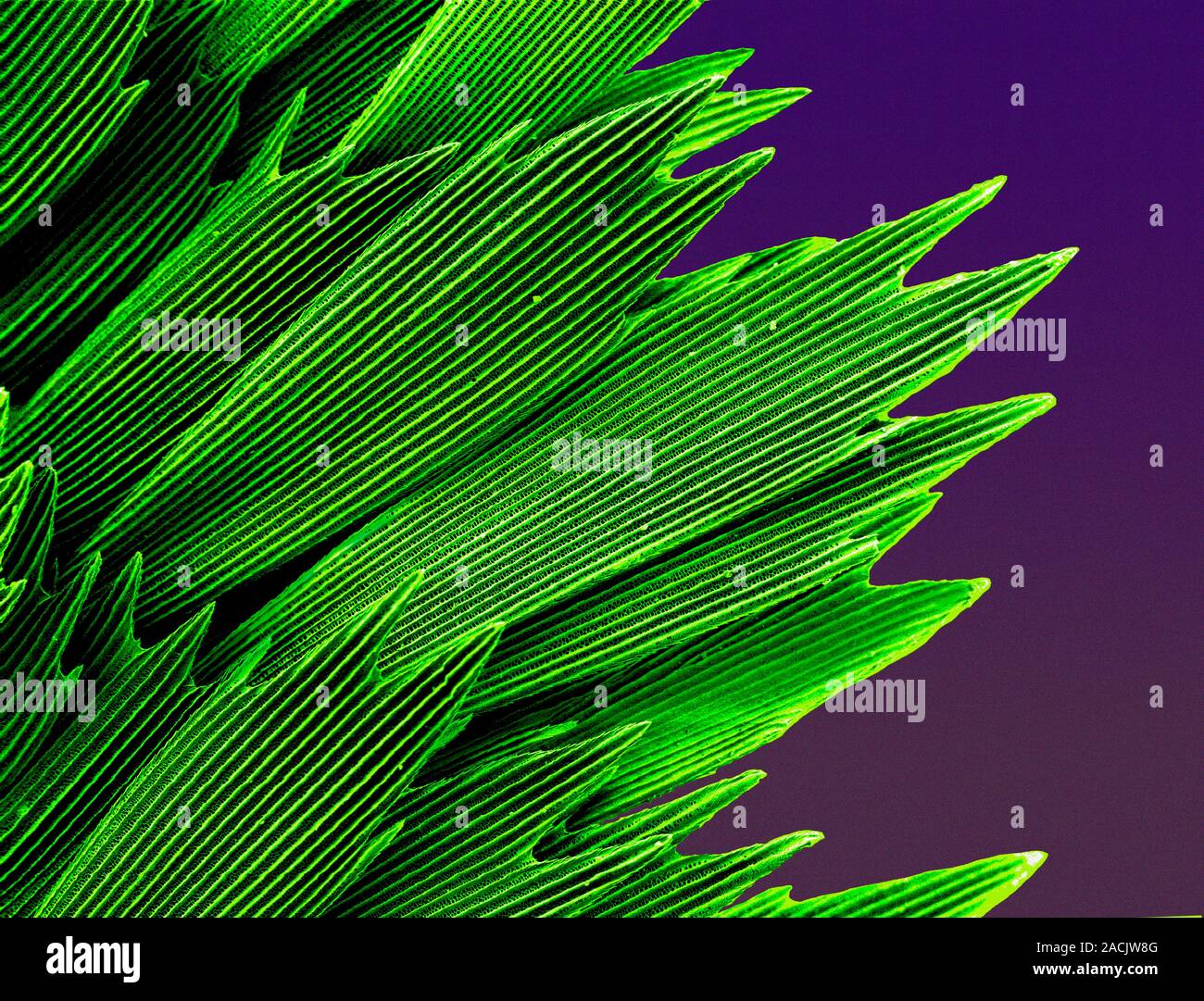 Butterfly wing scales. Coloured scanning electron micrograph (SEM) of ...