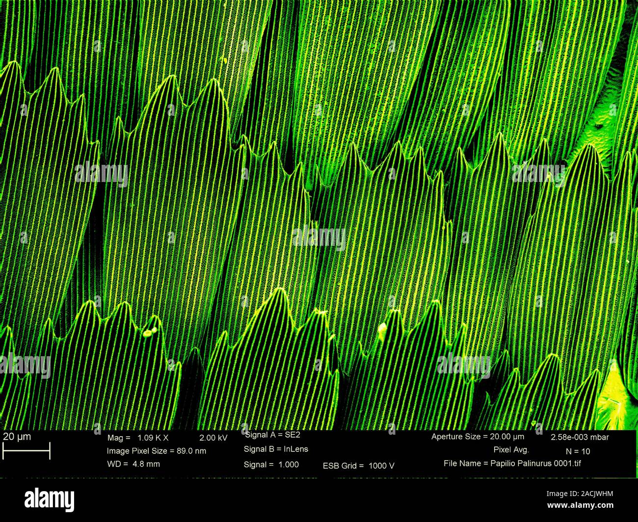Butterfly wing scales. Coloured scanning electron micrograph (SEM) of ...