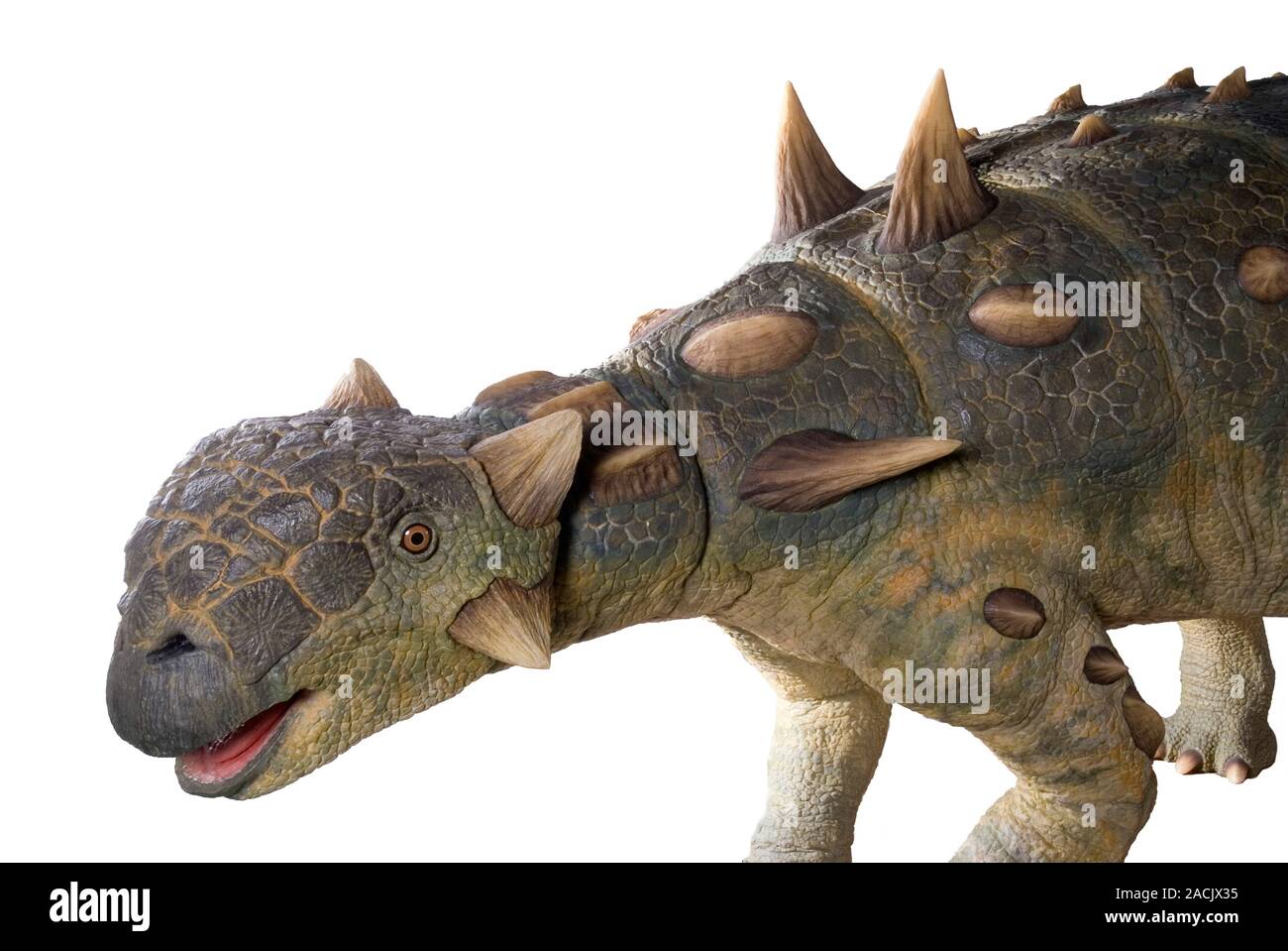 Animatronic model of the dinosaur Euoplocephalus created by Kokoro for ...