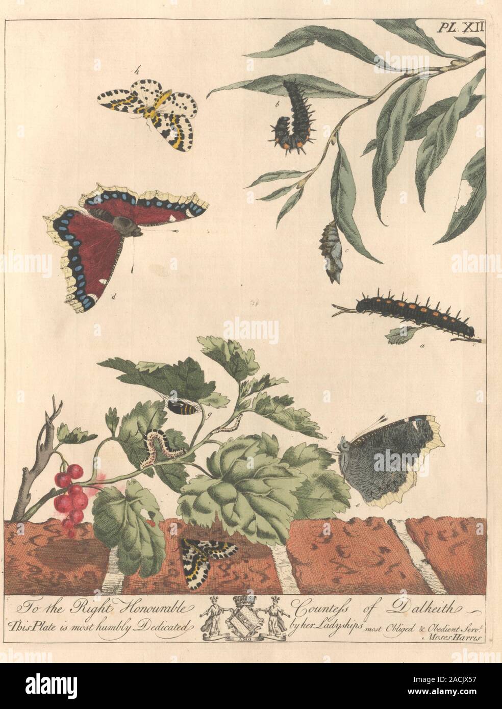 Magpie Insects Large magpie moth (Abraxas grossulariata). Illustration from 'The ...