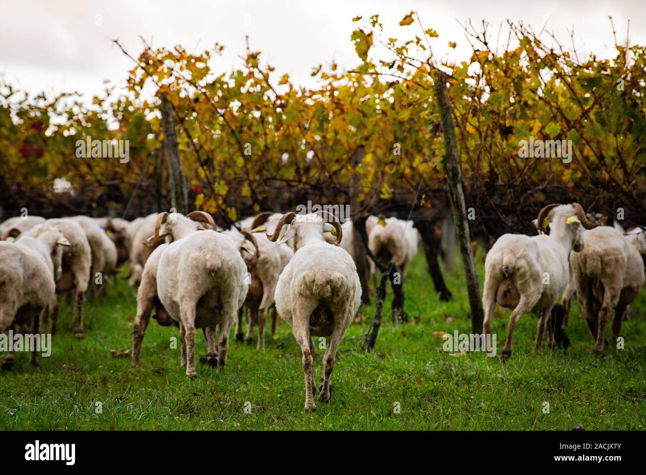 Sustainable development, Flock of sheep grazing grass in Bordeaux Vineyard Stock Photo