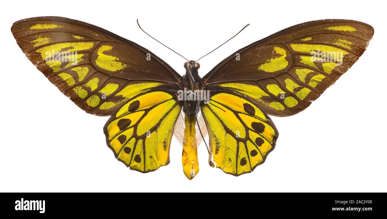 Underside of a male Wallace's golden birdwing butterfly (Ornithoptera croesus). This specimen was collected by Alfred Russel Wallace himself on the re Stock Photo