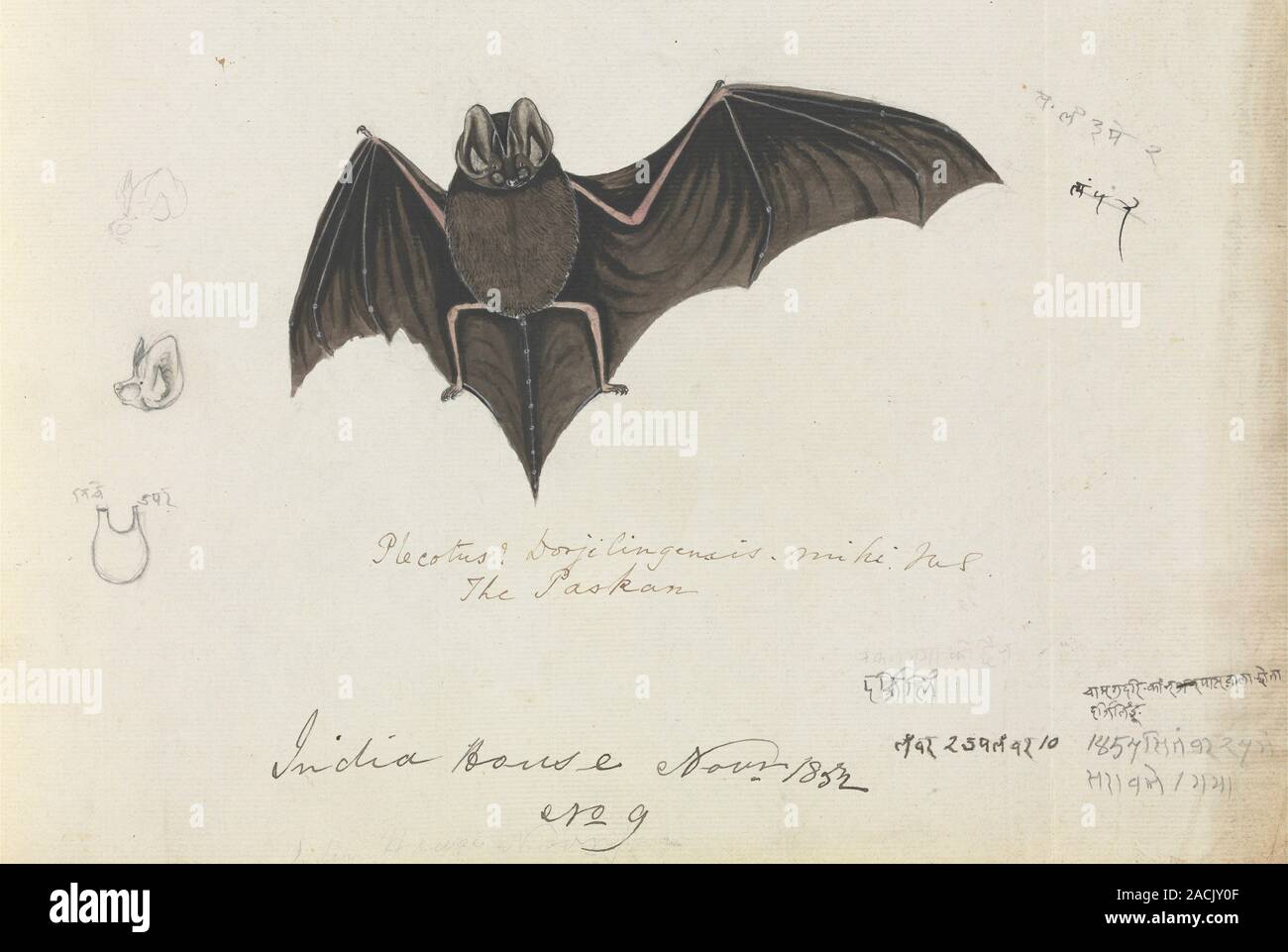 Lump-nosed bat (Plecotus darjilingensis). This artwork was by the ...