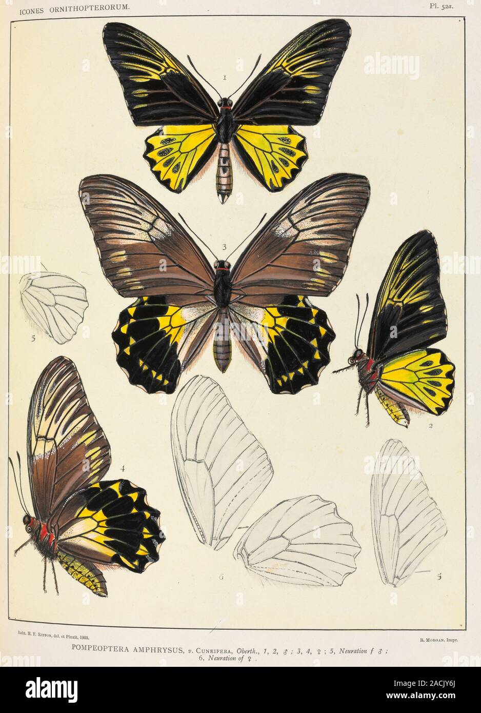 Birdwing butterflies (Pompeoptera amphrysus). Artwork from 'Icones ...