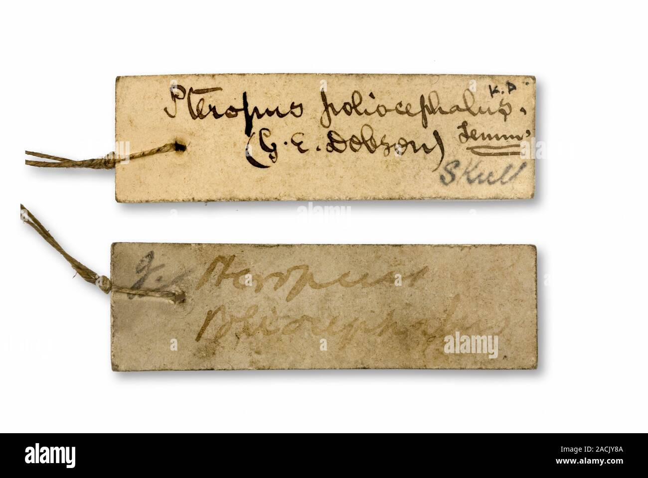 Zoological specimen label for a greyheaded flyingfox (Pteropus poliocephalus Stock Photo Alamy