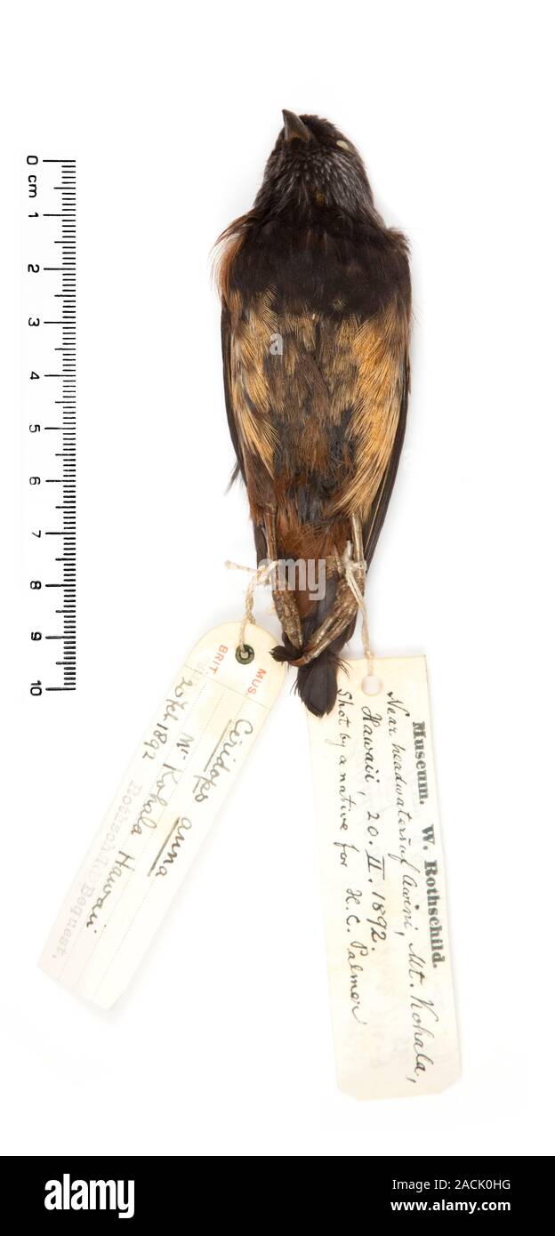 The honeycreeper (Ciridops anna) . This bird, which is native to Hawaii