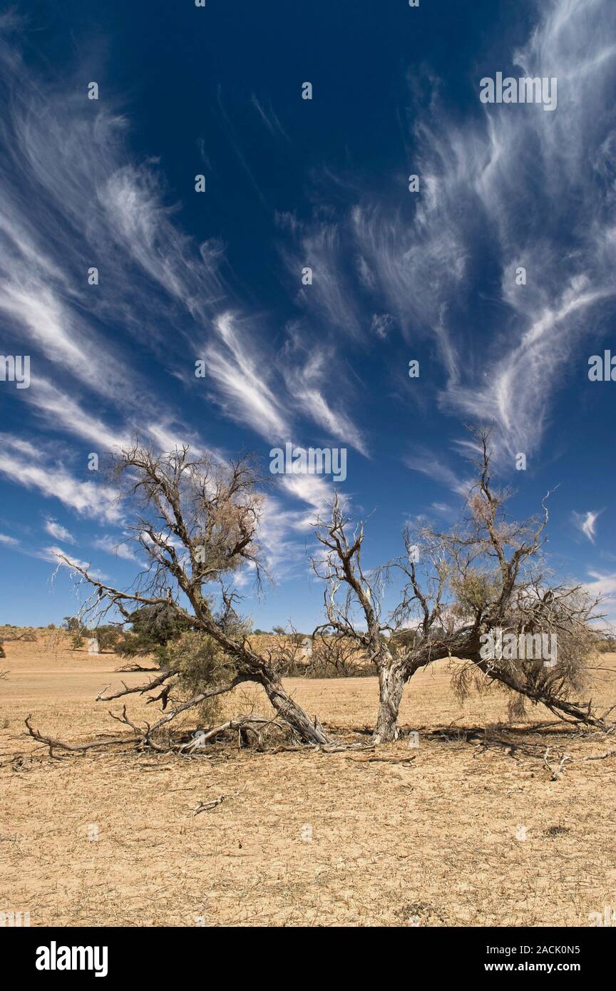 Camelthorn tree (Acacia erioloba). Photographed in the Auob Riverbed ...