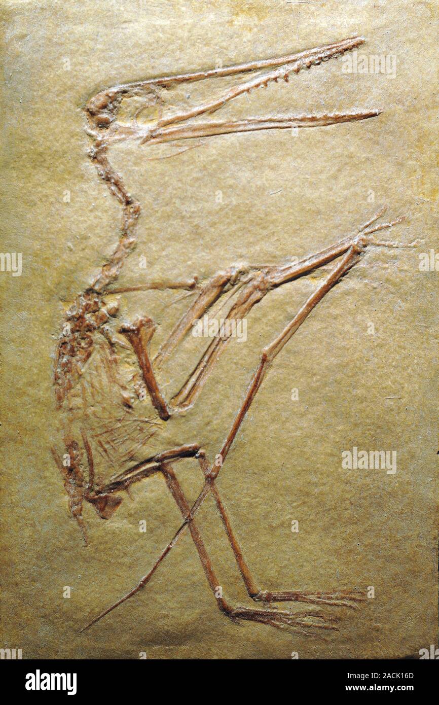 Pterosaur fossil. Pterosaurs are flying reptiles that existed at the