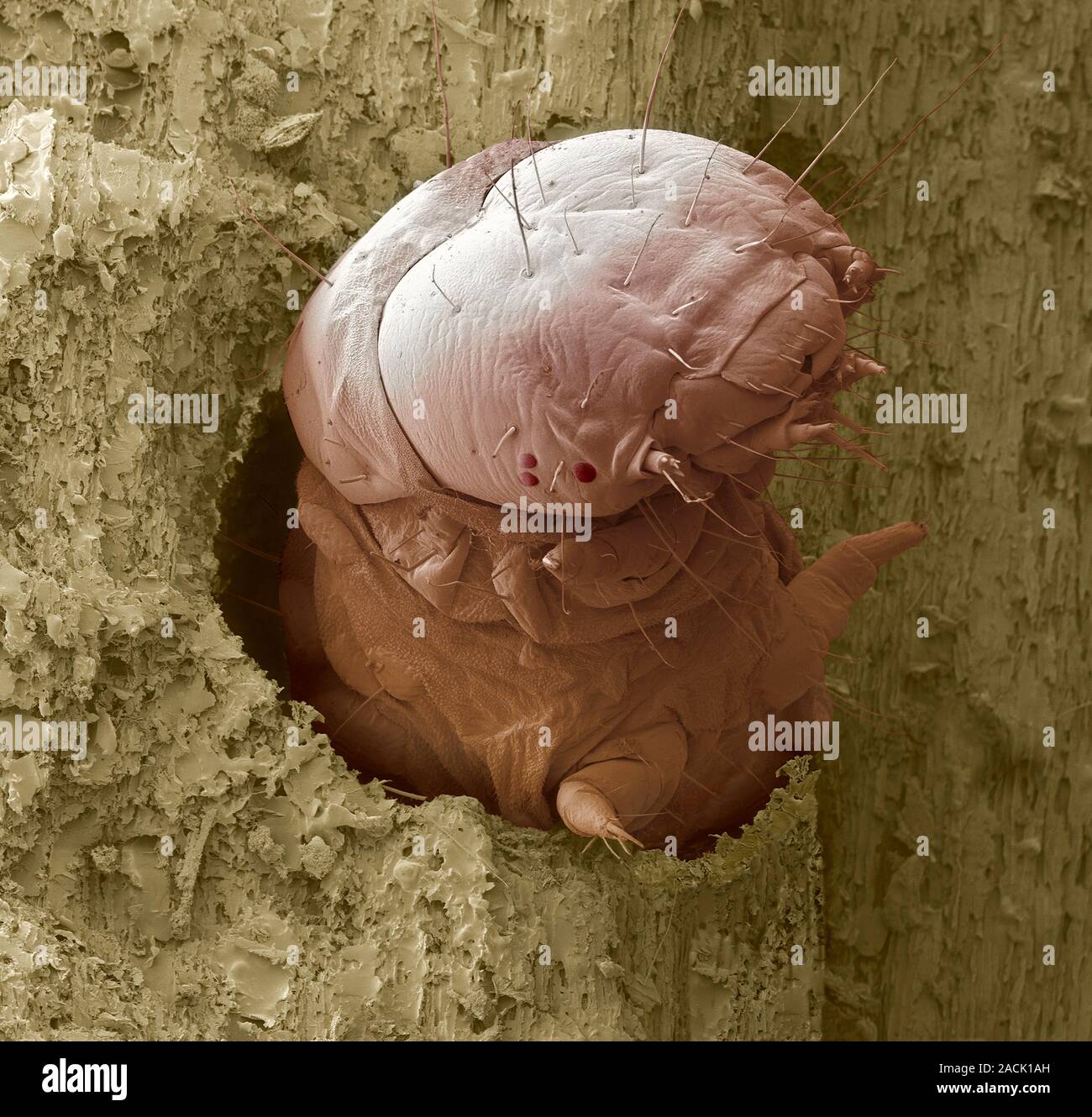 Wood boring beetle larva emerging from a hole in wood, coloured