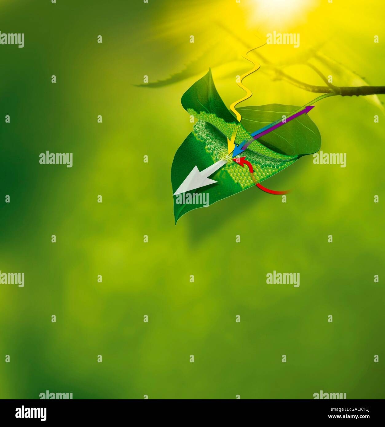 Photosynthesis. Diagram showing the inputs and outputs (coloured arrows